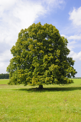 Naturheilverfahren Älterwerden Praxis Krone